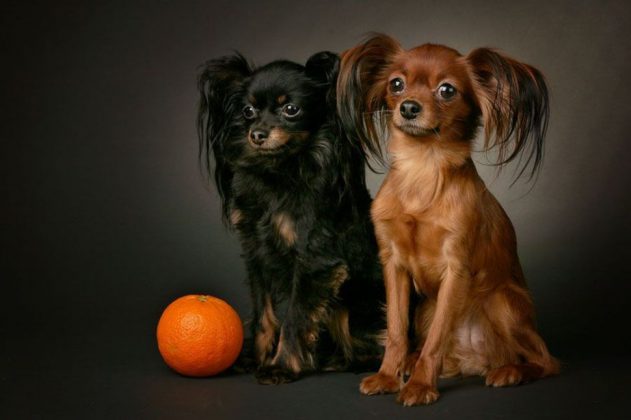 Китайские породы собак: названия, маленькие, большие и средние, белые, рыжие