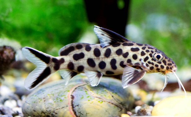 Растительный мир Африки: список редких представителей флоры и фауны, эндемики африканского континента