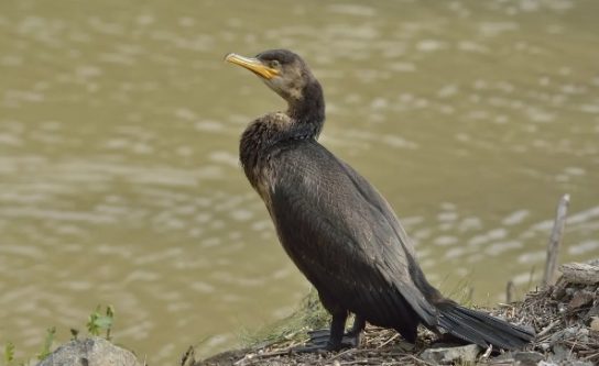 Какая птица ныряет глубже
