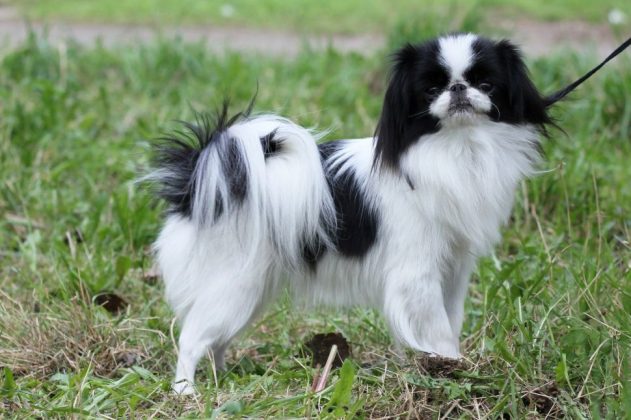 Породы самых маленьких собак