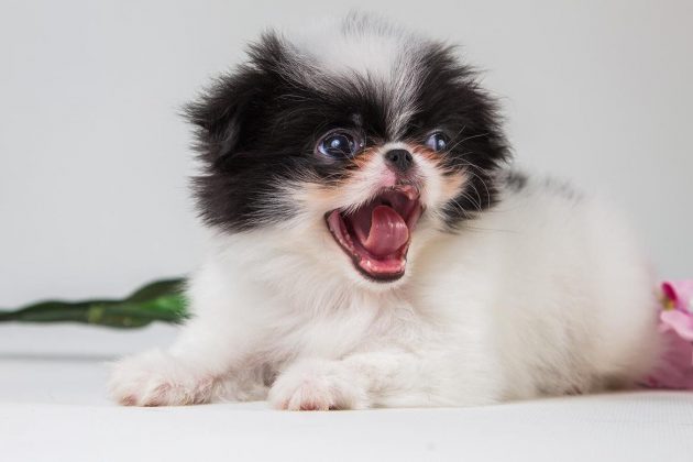 Породы самых маленьких собак