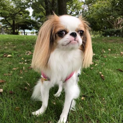 Породы самых маленьких собак