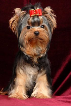 Породы самых маленьких собак