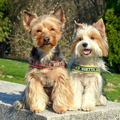 Породы самых маленьких собак