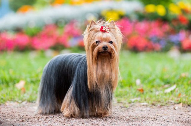 Породы самых маленьких собак