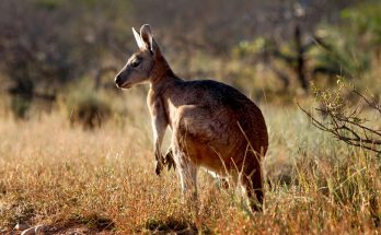 Животные Австралии