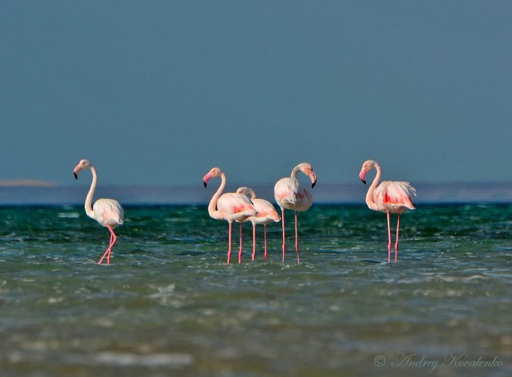 Фламинго - интересные факты, описание, летают или нет, птица и Красная книга