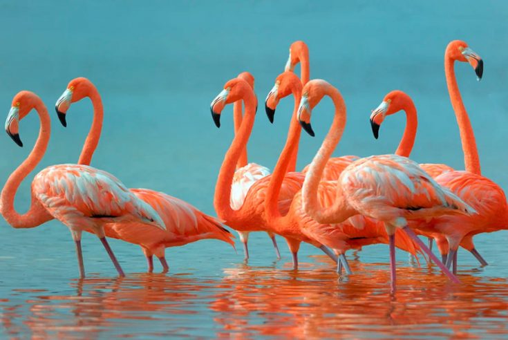 Фламинго - интересные факты, описание, летают или нет, птица и Красная книга