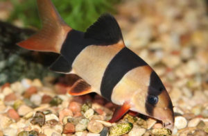 боция клоун