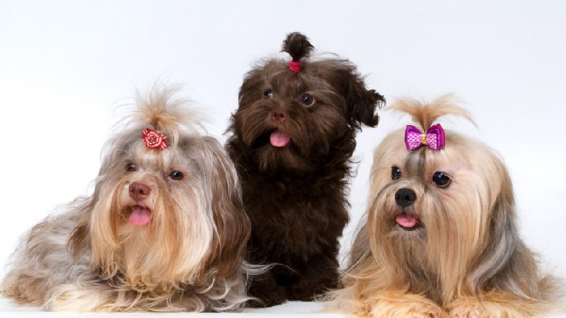 Русская цветная болонка