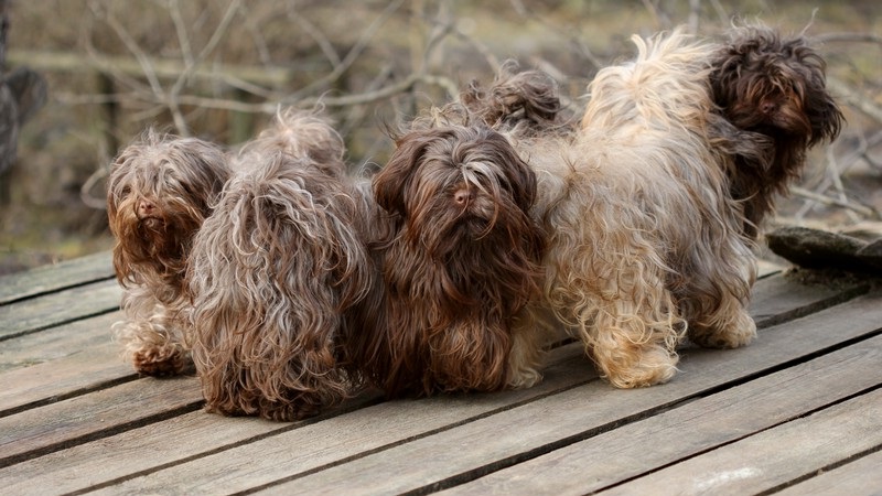 Русская цветная болонка