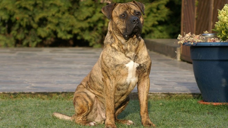 Испанский Алано