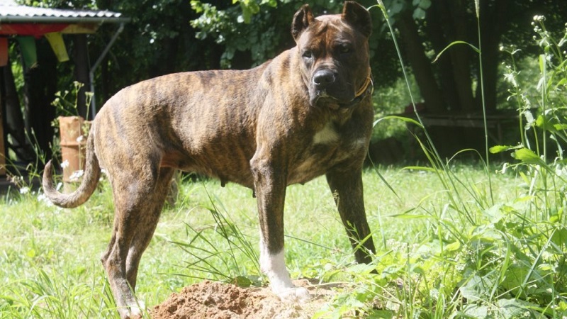 Испанский Алано