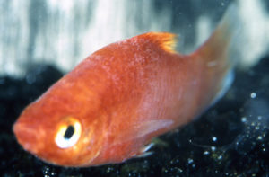 Меченосцы от А до Я: условия содержания, размножение, болезни