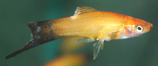 Меченосцы от А до Я: условия содержания, размножение, болезни