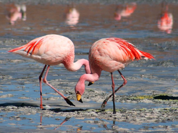 Фламинго - интересные факты, описание, летают или нет, птица и Красная книга