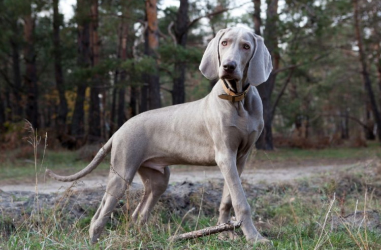 Породы собак с голубыми глазами: список с названиями и описаниями