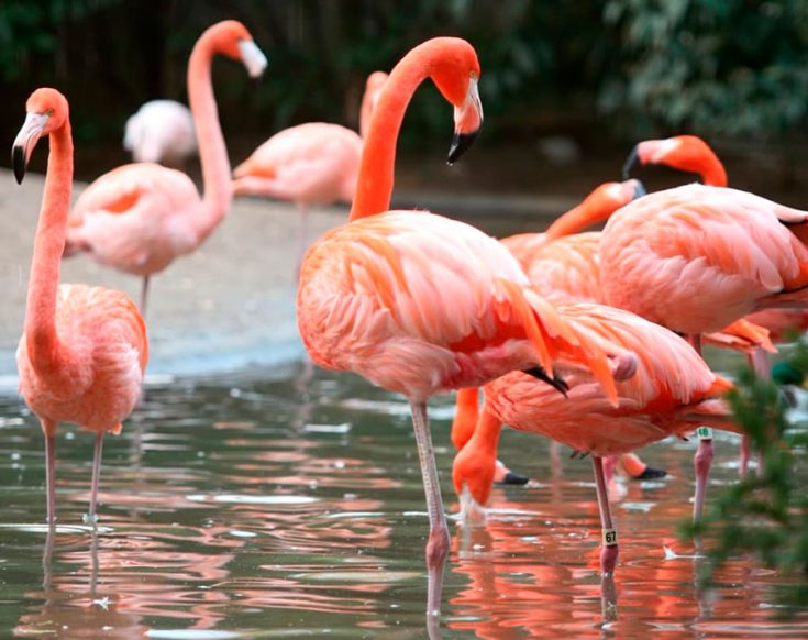 Фламинго - интересные факты, описание, летают или нет, птица и Красная книга