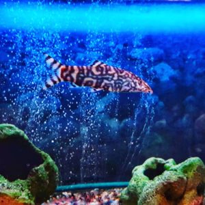 Боция мраморная