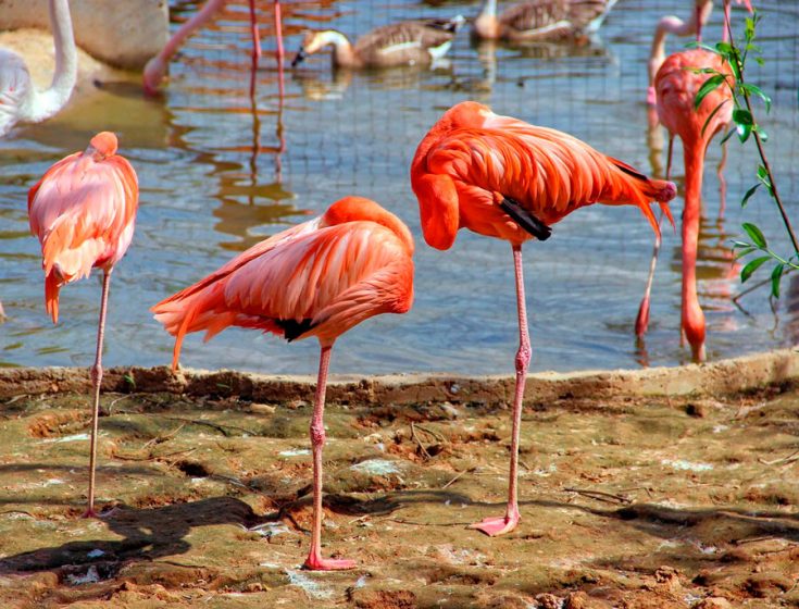 Фламинго - интересные факты, описание, летают или нет, птица и Красная книга