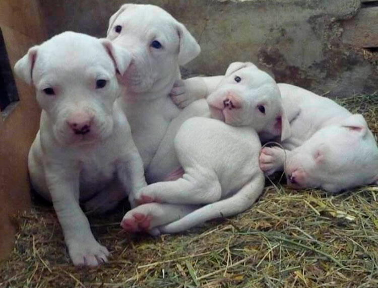 Гуль терьер против питбуля