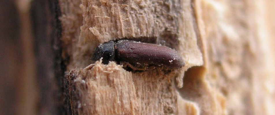 Жук-точильщик: чем опасен, как выглядит и методы его уничтожения