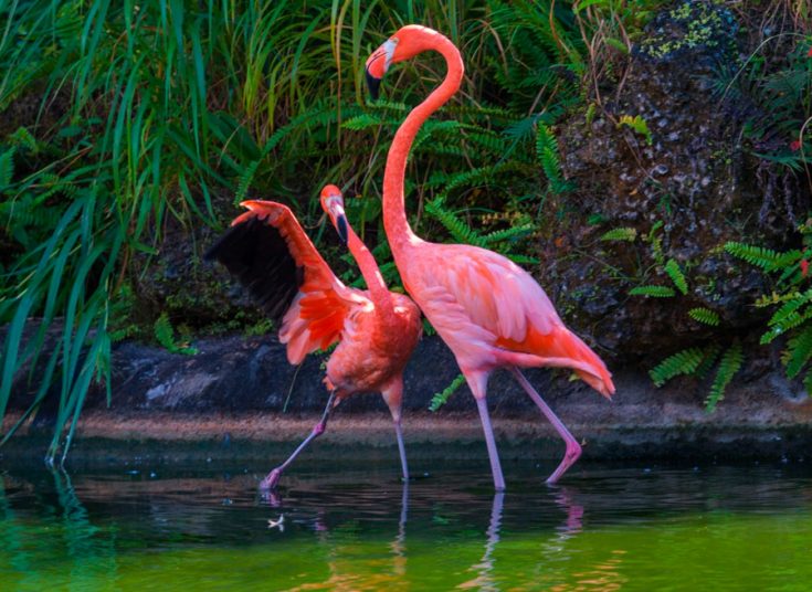 Фламинго - интересные факты, описание, летают или нет, птица и Красная книга