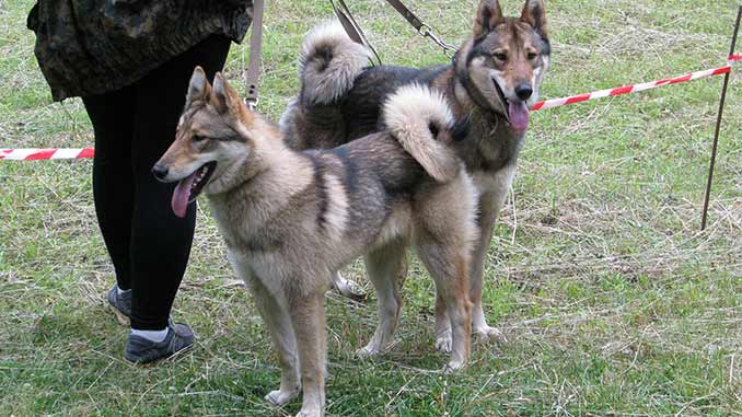 Восточносибирская лайка на охоте фото