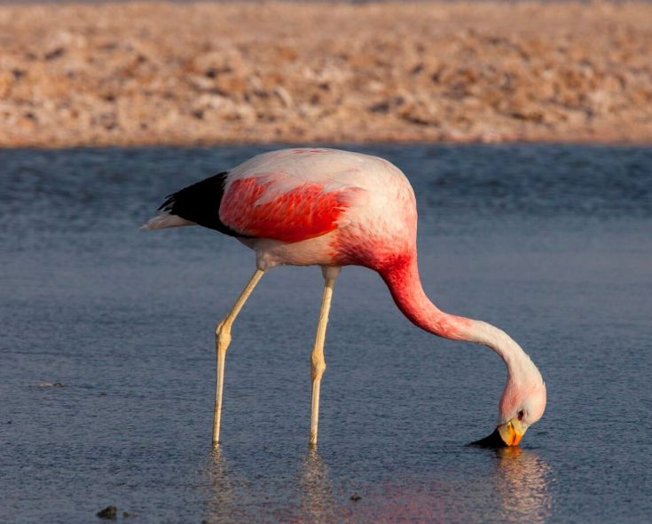 Фламинго - интересные факты, описание, летают или нет, птица и Красная книга