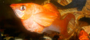 Меченосцы от А до Я: условия содержания, размножение, болезни