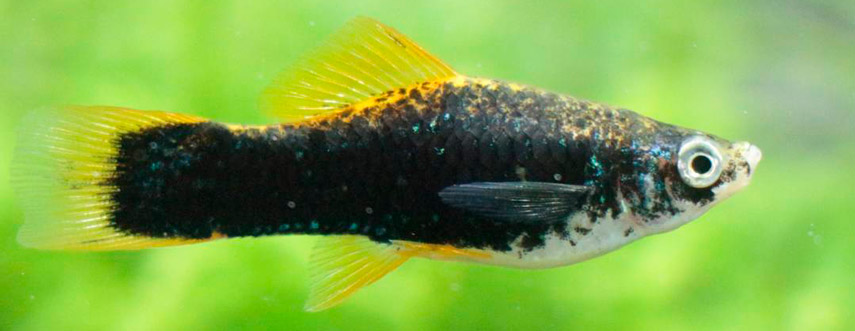 Меченосцы от А до Я: условия содержания, размножение, болезни