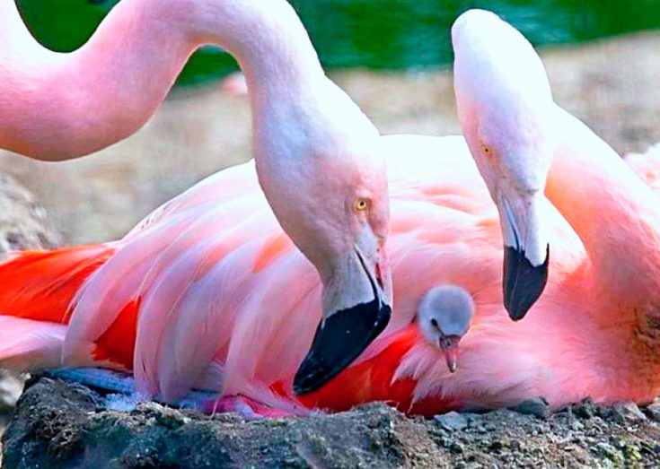 Фламинго - интересные факты, описание, летают или нет, птица и Красная книга
