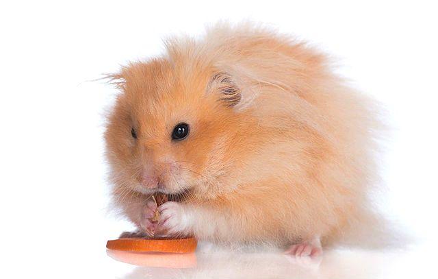 Ангорский хомяк кушает