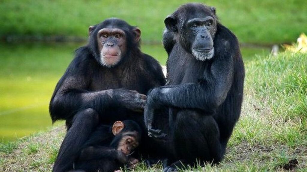 Список животных, обитающих в джунглях: от тигра до дикобраза