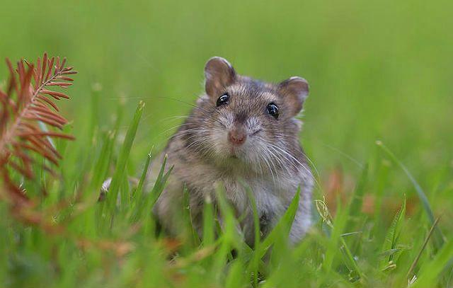 Хомяк джунгарик