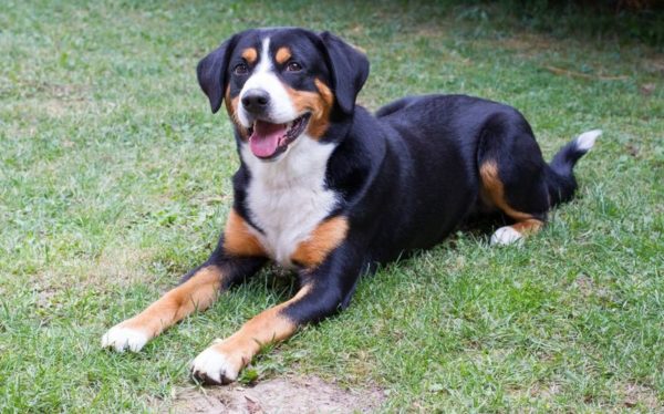 20 пастушьих пород собак