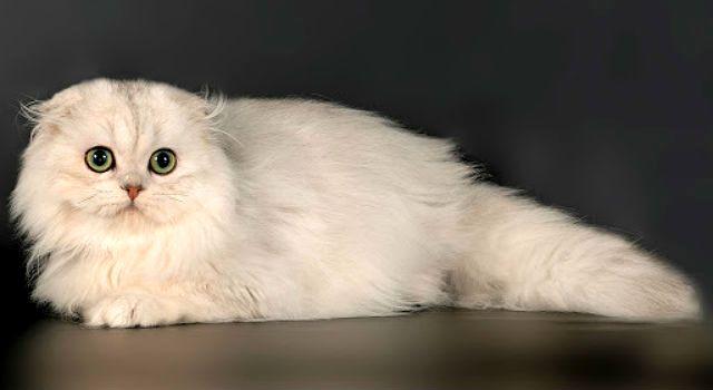 Хайленд-фолд