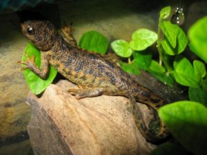 Тритон аквариумный: содержание в аквариуме с рыбками