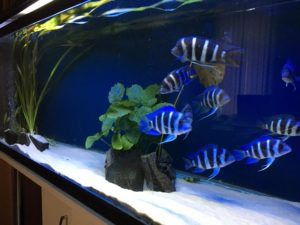 Полное руководство по содержанию и совместимости фронтозы - аквариумной рыбки, которая станет украшением вашего аквариума