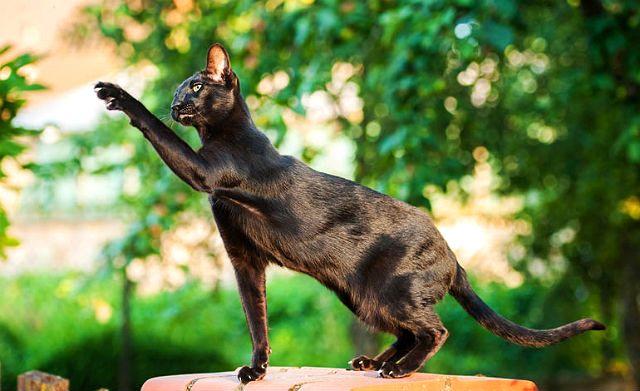 Кошка гавана браун - физическая активность