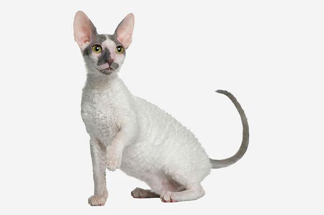 Котенок корниш-рекс