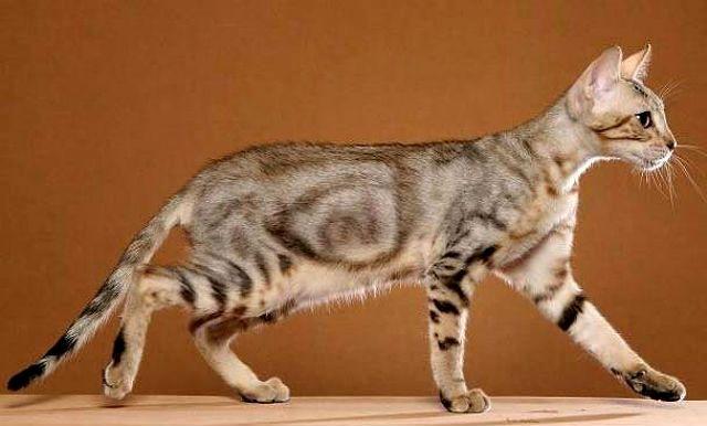 Кошка сококе - вид сбоку