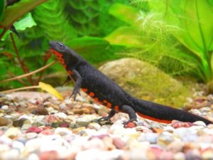Тритон аквариумный: содержание в аквариуме с рыбками