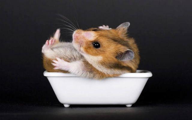 Гигиена хомяка