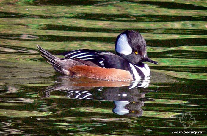Лофодиты кучевые. CC0