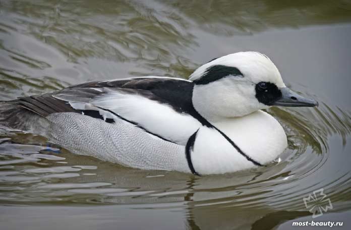 Мергеллус альбеллус. CC0