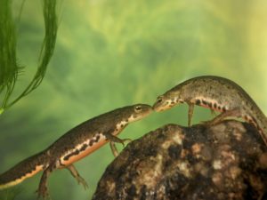 Тритон аквариумный: содержание в аквариуме с рыбками