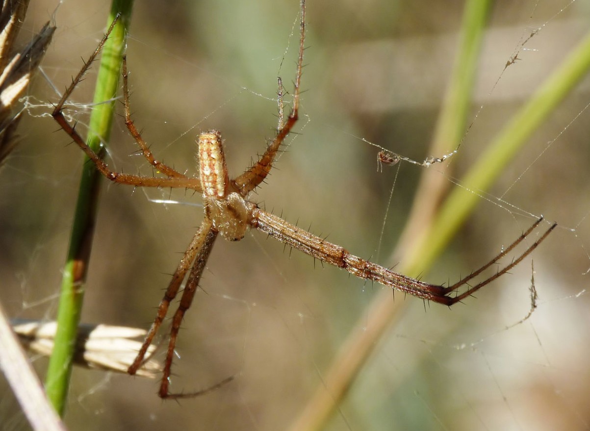 Фото паука-осы самца