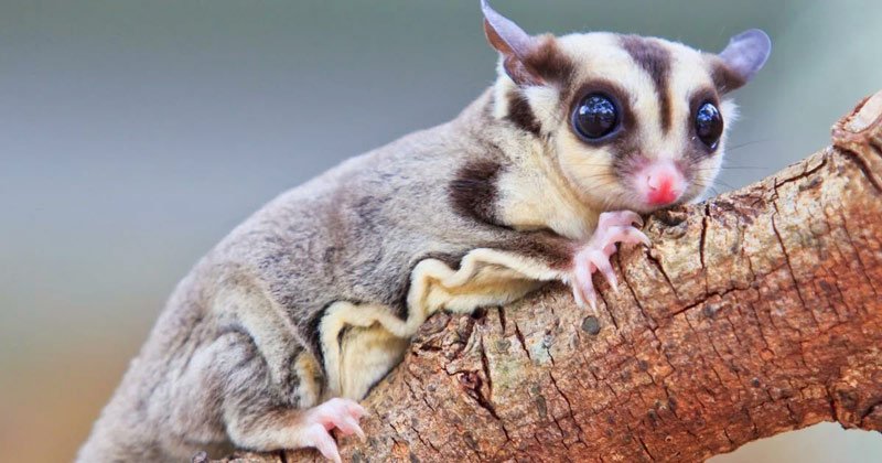 Белка-летяга:  описание животного, особенности, виды, образ жизни