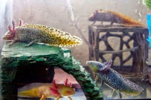 Аксолотль: описание, содержание и правила ухода